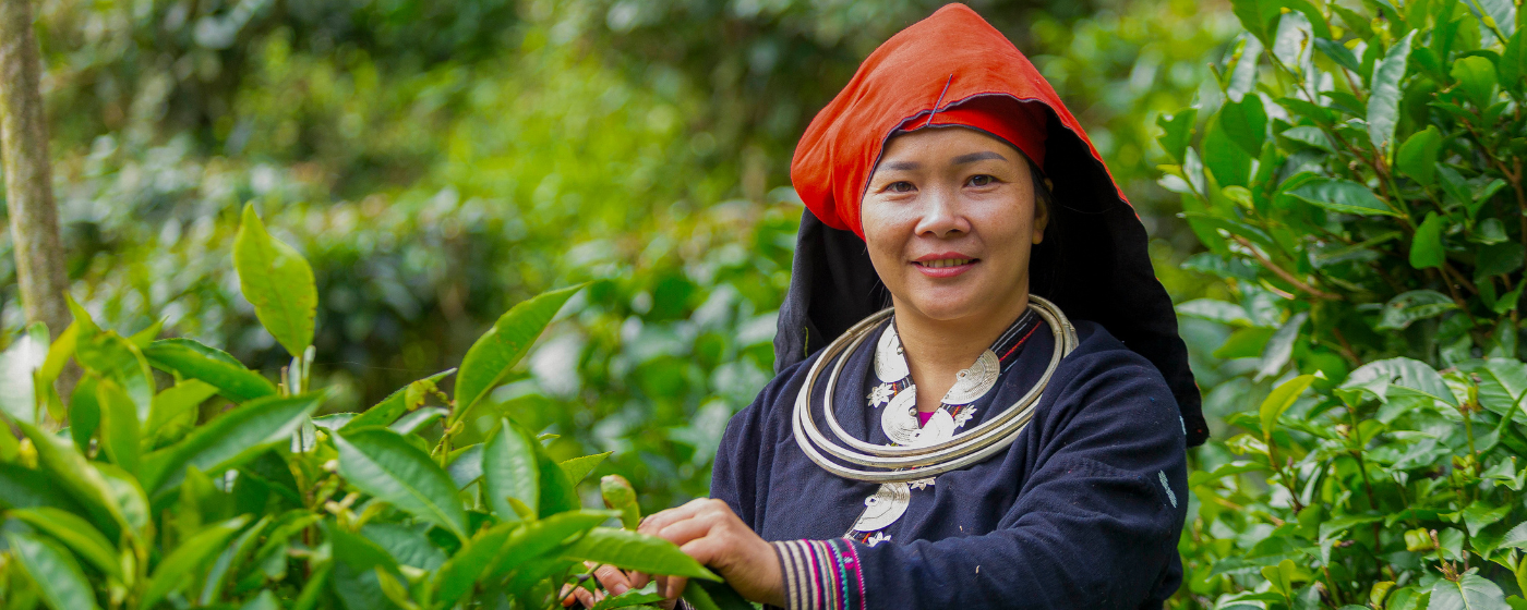 A woman working in Ban Thi Tham’s tea cooperative, Vietnam. Credit: Bui Hoang Quan / CARE Vietnam