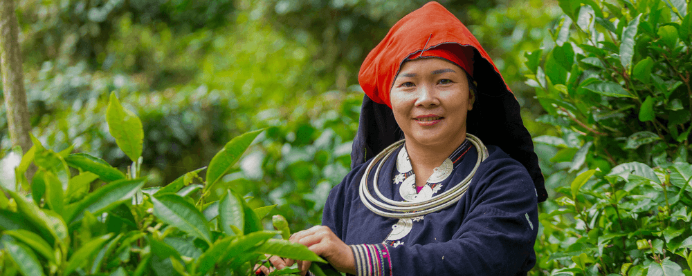 Woman in traditional attire smiles while harvesting tea leaves in a lush plantation.