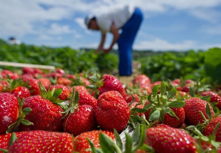 Close-up of ripe red strawberries with a person harvesting more in the background.