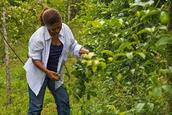 Woman in light blue shirt inspects purple fruit on lush green plants in a field.